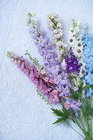 Ritterspornblüten in verschiedenen Farben (Delphinium)