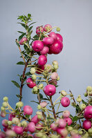 Schneebeerenhybride 'Krüssm' (Symphoricarpos x doorenbosii), Zweig mit Früchten