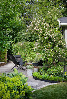 Terrassenplatz mit schwarzen Sitzmöbeln, umgeben von Ramblerrose