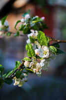 Fruit blossom