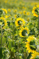 Field of Sunflowers