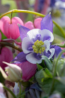 Tränendes Herz (Dicentra Spectabilis) und Akelei (Aquilegia), Blütenportrait