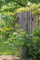 Tränendes Herz (Dicentra Spectabilis), Pflanze mit Blüten in altem Blecheimer