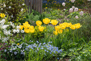 Blumenbeet im Garten mit Vergissmeinnicht (Myosotis), Tulpen (Tulipa) 'Strong Gold' und Hornveilchen (Viola Cornuta)