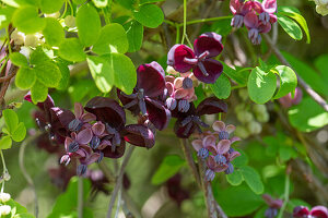 Flowering finger-leaved akebia (Akebia quinata), chocolate wine, close-up