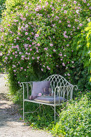 Garden bench in front of flowering climbing rose (Rosa) with tray and glasses