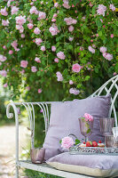 Garden bench with glasses on tray in front of flowering climbing rose (Rosa)