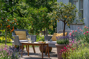 Zitronenbäumchen (Citrus), Zitrusbäumchen Kumquats (Fortunella) und Nelken (Dianthus) in Pflanztöpfen auf der Terrasse