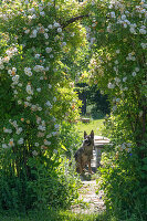 Shrub rose (Rosa multiflora) 'Ghislaine de Feligonde' as an archway in the garden with dog