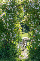Strauch-Rose (Rosa multiflora) 'Ghislaine de Feligonde' als Torbogen im Garten mit Hund