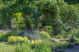 Blumenbeete im Garten mit Frauenmantel (Alchemilla), Kletterrose 'Santana' (Rosa) und Katzenminzen (Nepeta)