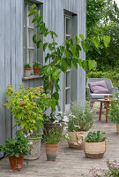 Black mulberry (Morus macroura), raspberry perennial, professional herbs (Erigeron), and mint in pots on patio