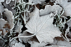 A maple leaf with hoarfrost in winter