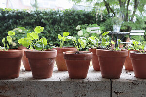 Dividing and repotting offshoots of cannon flower (Pilea peperomioides)