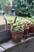 Dividing and repotting offshoots of cannon flower (Pilea peperomioides)