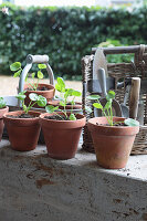 Teilen und Umtopfen von Ablegern der Kanonierblume (Pilea peperomioides)