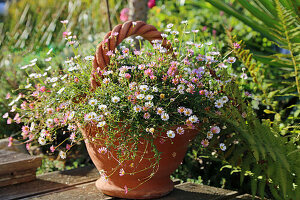 Terrakottakorb mit spanischem Gänseblümchen (Erigeron karvinskianus)