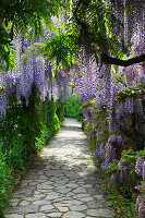 Path overgrown with Wisteria