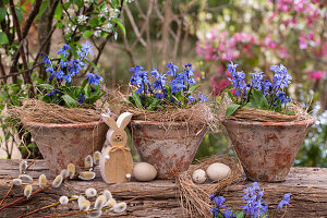 Easter decoration with blue stars (Scilla) in pots and Easter bunny figure