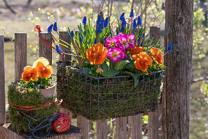 Flower pots with horned violets (Viola Cornuta), grape hyacinths (Muscari) and primroses hanging on the fence