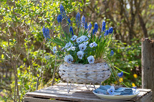 Weidenkorb mit Traubenhyazinthen (Muscari) und Hornveilchen (Viola Cornuta) auf Gartentisch