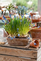 Traubenhyazinthen (Muscari) in Pflanzgefäß auf Holztisch