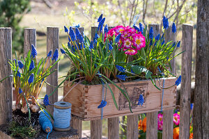 Blumenkasten mit Traubenhyazinthen (Muscari) und Frühlingsprimeln (Primula) am Zaun hängend