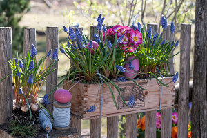 Blumenkasten mit Traubenhyazinthen (Muscari) und Frühlingsprimeln (Primula) am Zaun hängend mit Osterdeko