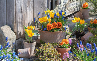 Gelbe Tulpe 'Flair' (Tulipa), Traubenhyazinthen (Muscari), Garten-Stiefmütterchen (Viola wittrockiana), Blaustern (Scilla) in Tontöpfen im Garten