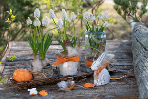 Traubenhyazinthen (Muscari) in Weckgläsern mit Federn, Ostereier und Hasenfigur, Osterdeko