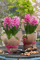 Hyazinthen (Hyacinthus) in Töpfen mit Jutestoff ummantelt, Gartenschaufel und Zwiebeln auf Gartentisch