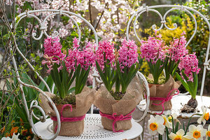 Hyacinths (Hyacinthus) in pots with jute fabric as decoration, bouquet of narcissi (Narcissus) on garden chairs