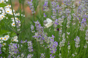 Kohlweißling und Hummel auf blühendem Lavendel im Garten