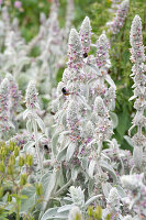 Hummeln auf blühendem Wollziest (Stachys byzantina) im Garten