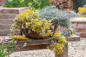 Harvest curry herb