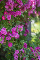 Pink flowering rose 'Taunusblümchen'