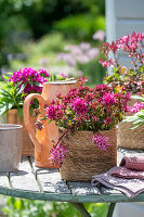 Flowering Sedum spurium and bearded carnations in pots on patio table