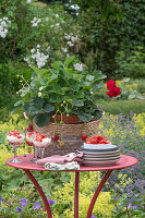 Summer party in the garden: strawberry desserts and strawberry plant in plant basket on garden table