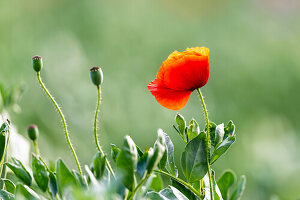 Red poppy