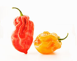 Red and orange habanero pepper