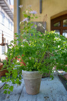 Chervil (Anthriscus cerefolium) in a pot