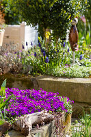 Flowering cushion of blue cushion (Aubrieta)