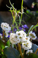 Bergenia (Bergenia) 'Silver Light'