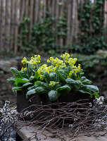 Schlüsselblumen mit Birkenzweigen, in Holzkiste auf Gartentisch