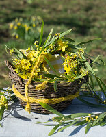 Korb mit Serviette und mit Kranz aus Mimosen, Narzissen (Narcissus) und Forsythien (Forsythia)