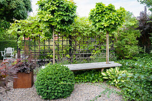 Garden bench with two swamp oaks, boxwood ball in front