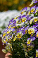 Viola cornuta - horned violet