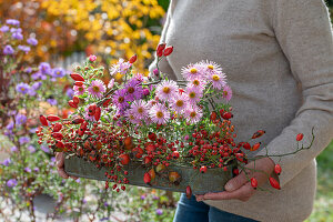 Arrangement of autumn asters and various rose hips