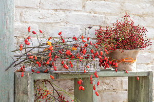 Autumnal decoration with rose hip branches on wooden shelf