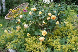 Sitzplatz neben gelb blühender Englischer Rose und Frauenmantel
